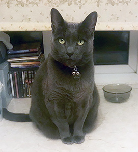 Grey cat sitting on worktop